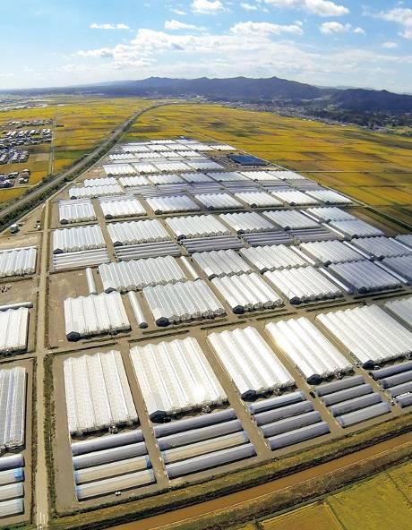 (写真)宮城県亘理郡(亘理町・山元町)のいちご団地2