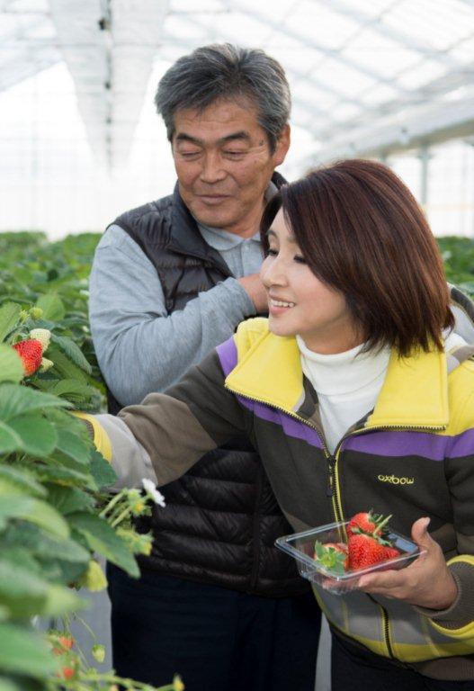 (写真)宮城県亘理郡(亘理町・山元町)のいちご団地4